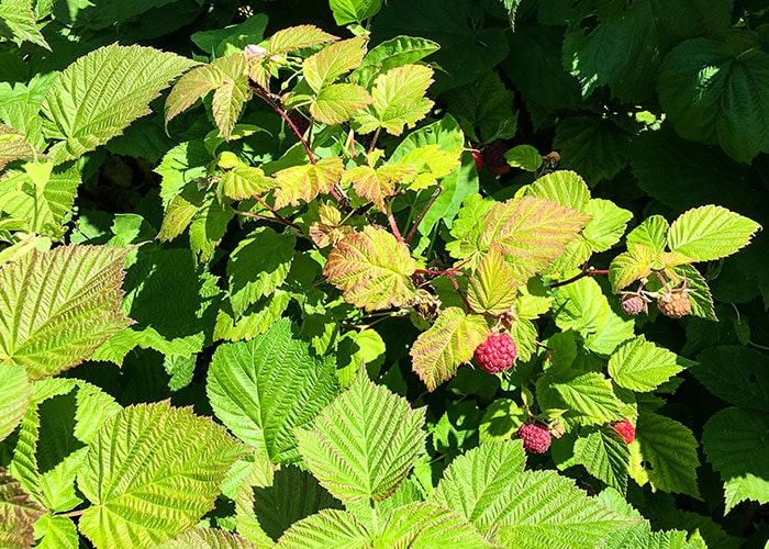 Organic raspberry plants with ripe red berries.