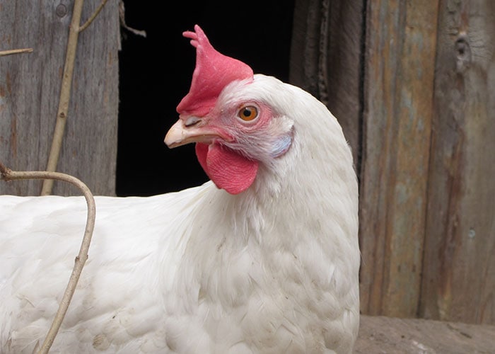 White Leghorn hen.