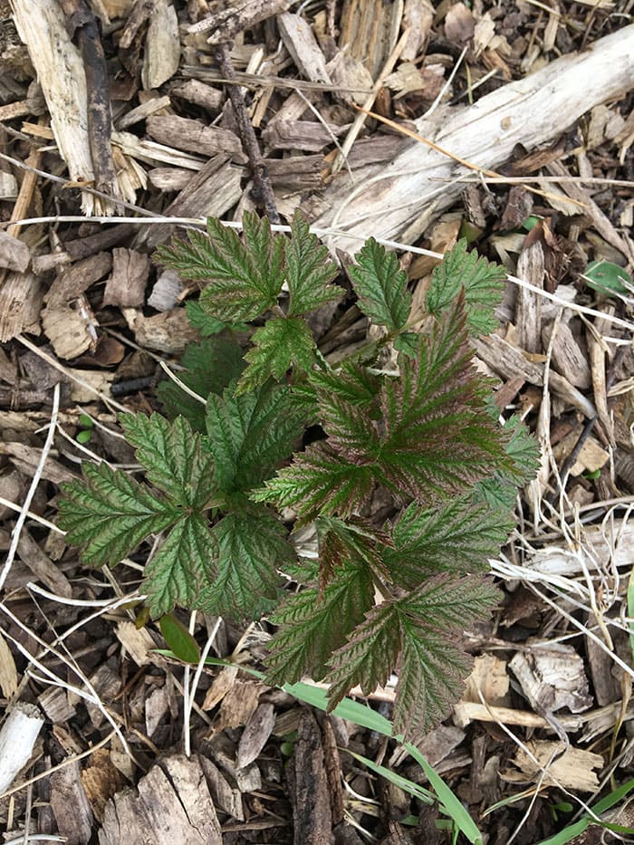 若いラズベリーの植物。