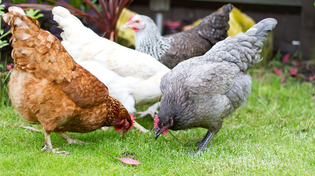 How Do Chickens Eat Without Teeth? Homestead Acres