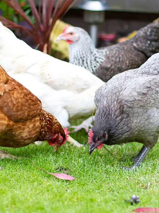 Red, gray, and white hens eating in the grass.