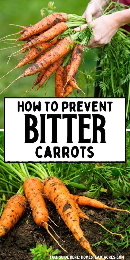 Freshly harvested carrots with green tops in a garden bed and in someone’s hands. Text reads "How to prevent bitter carrots".