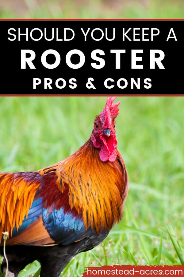 Red and blue rooster in the grass. Text overlay says Should You Keep A Rooster Pros And Cons.