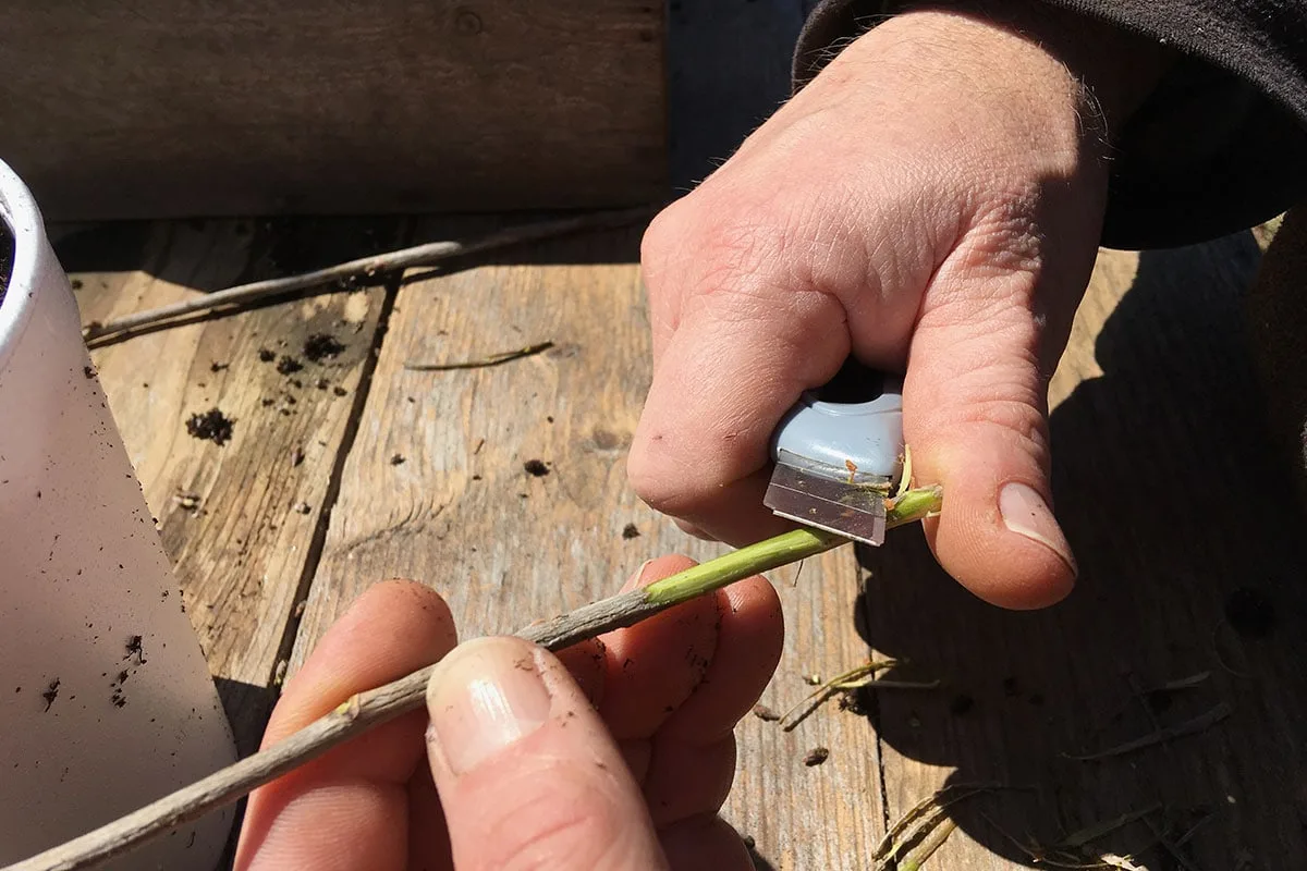 Scraping the bark off the bottom of the stem to expose the green layer.