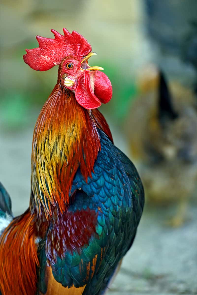 Beautiful rooster crowing.