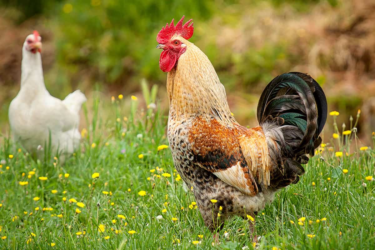 Rooster with his hens free ranging.