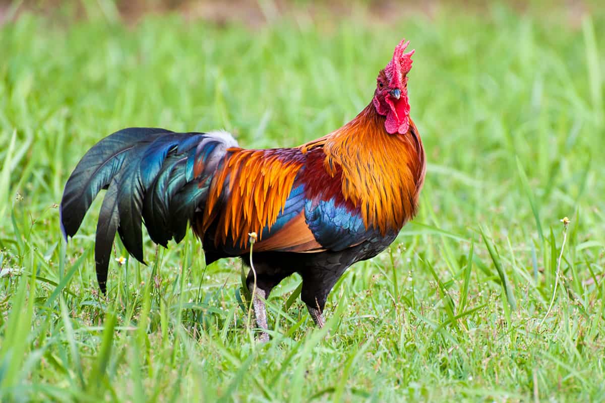 Beautiful rooster walking in a field.