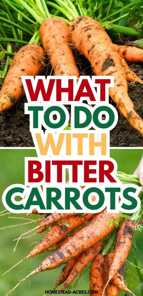 Freshly harvested carrots lying in garden soil and being held by their green tops. Text reads "What to do with bitter carrots".