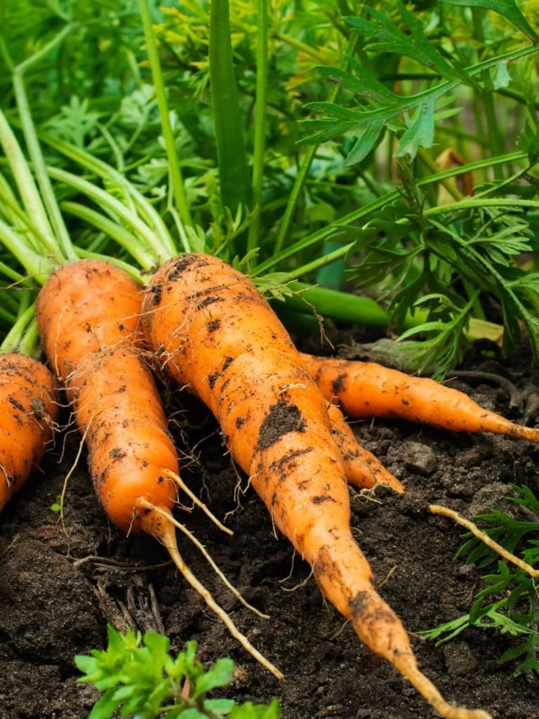 Freshly picked carrots laying on the ground in a guide on why carrots are bitter.