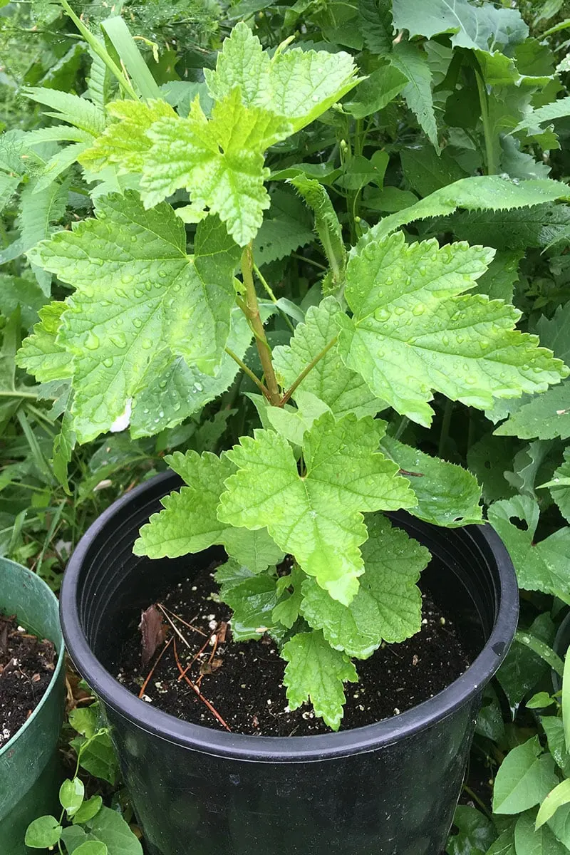 Young red currant plant started from cuttings.
