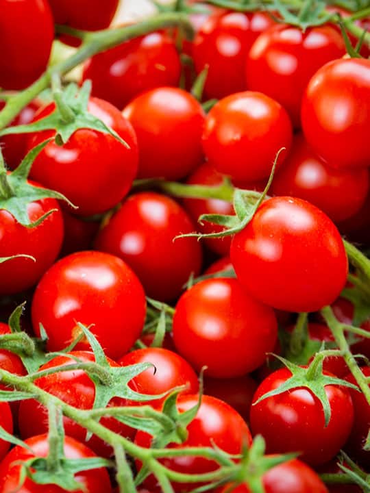 Red cherry tomatoes on vines piled together.