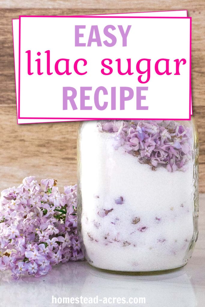 Lilac sugar in a mason jar with purple lilac flowers next to it. Text overlay says Easy Lilac Sugar Recipe.