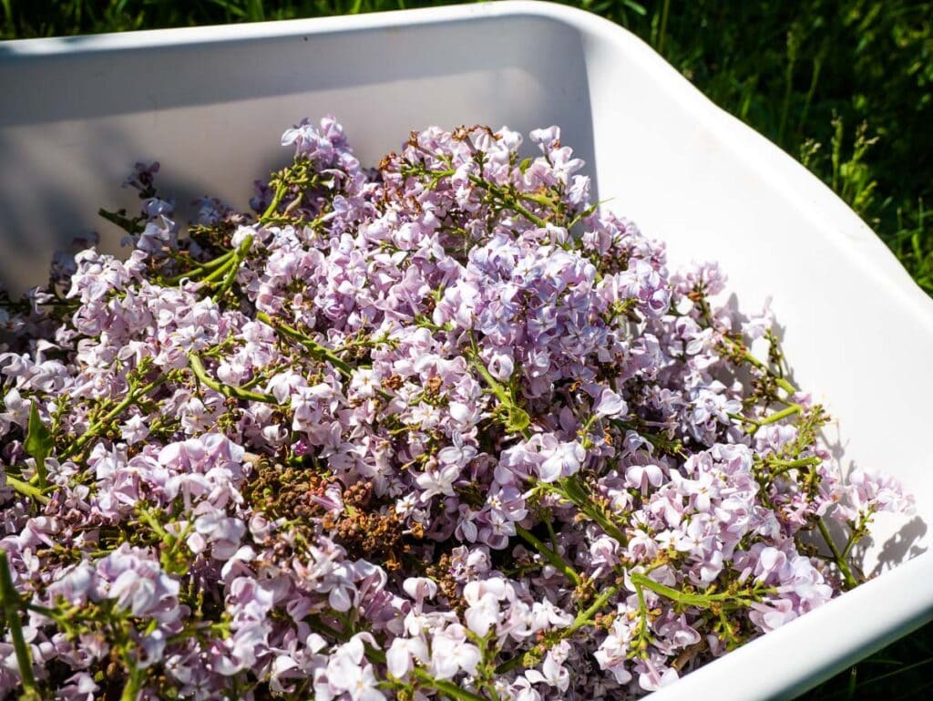 Light purple lilac flowers in a white container.