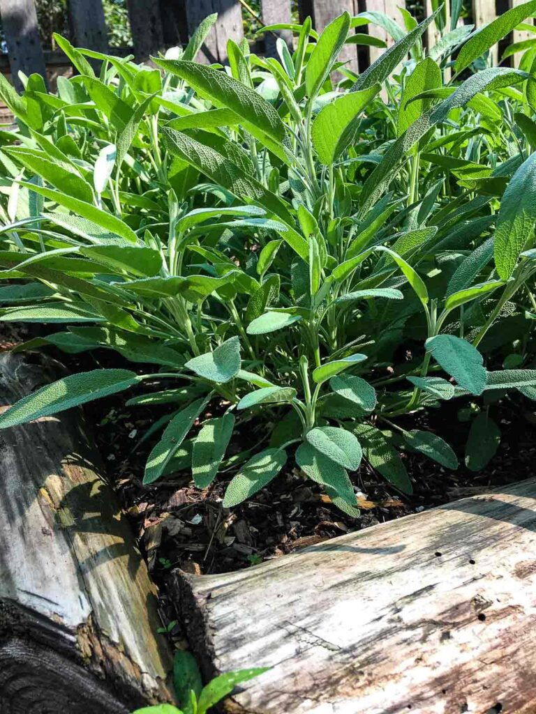 Green sage plants growing in a wooden raised bed garden.