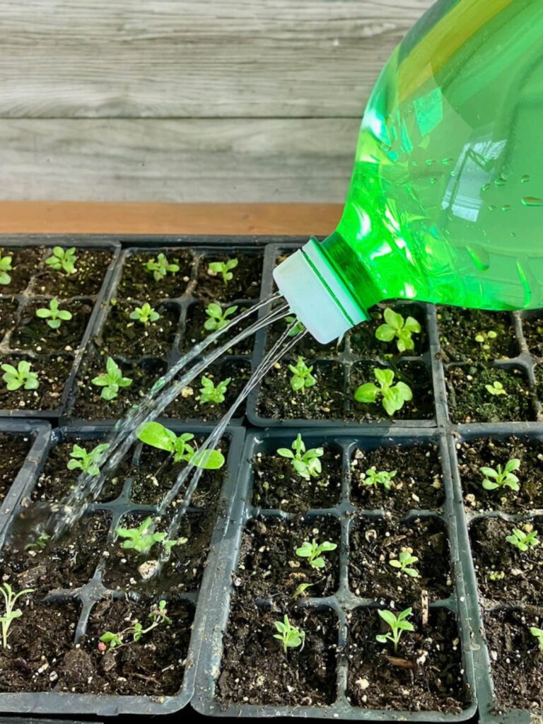 Homemade green plastic pop bottle watering can being used to water seedlings.
