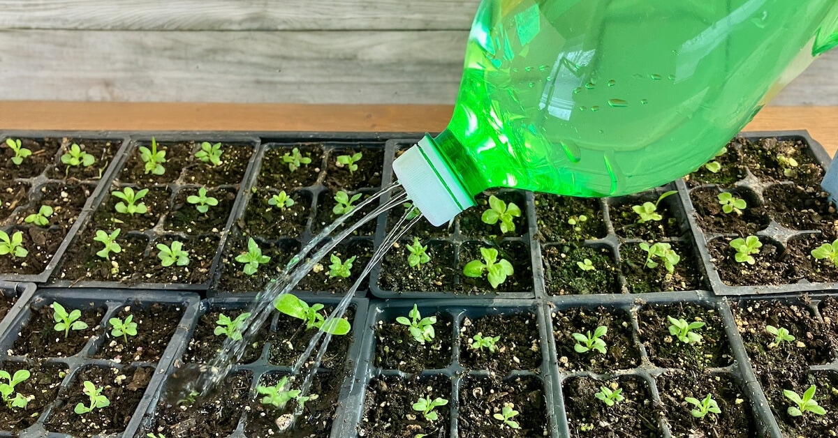 How to make a pop bottle watering can homestead acres