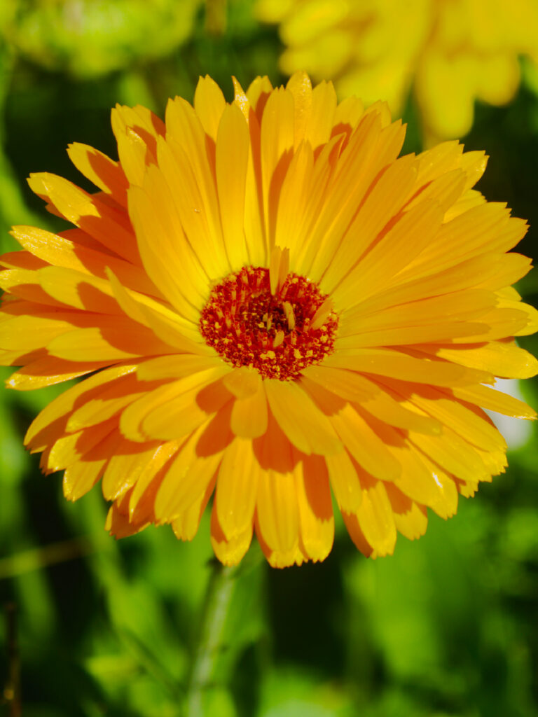 Bright orange calendula flower with a red center growing in the garden.