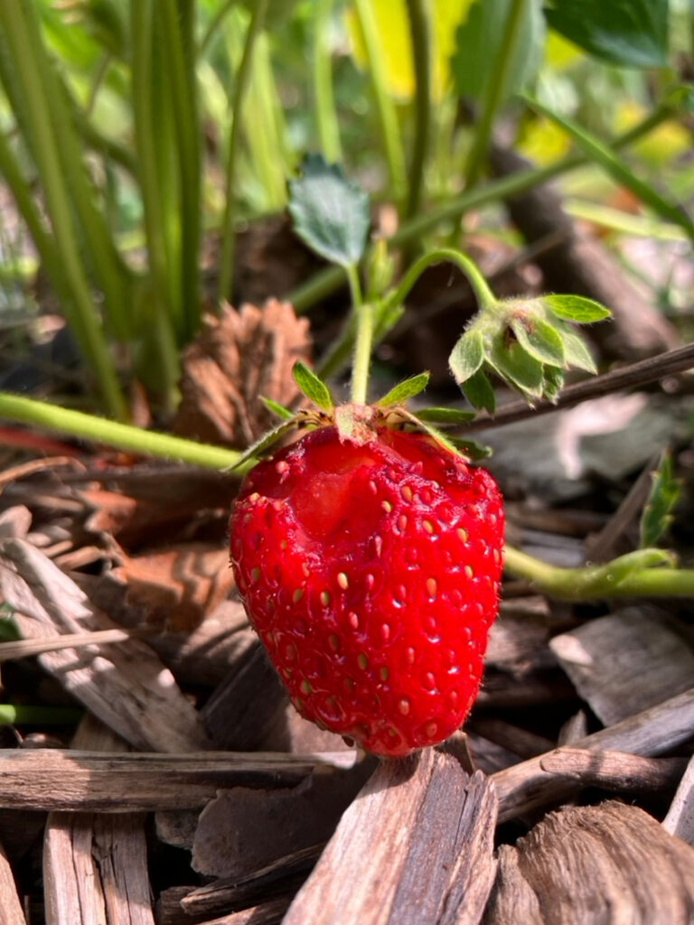 Red strawberry in the garden with holes.
