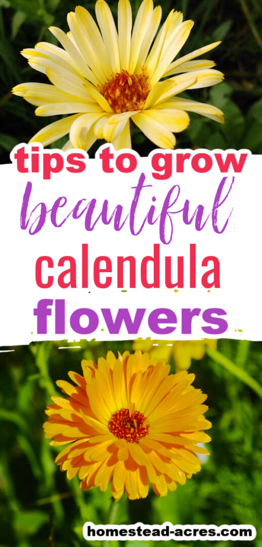 How To Grow Calendula (Pot Marigold)