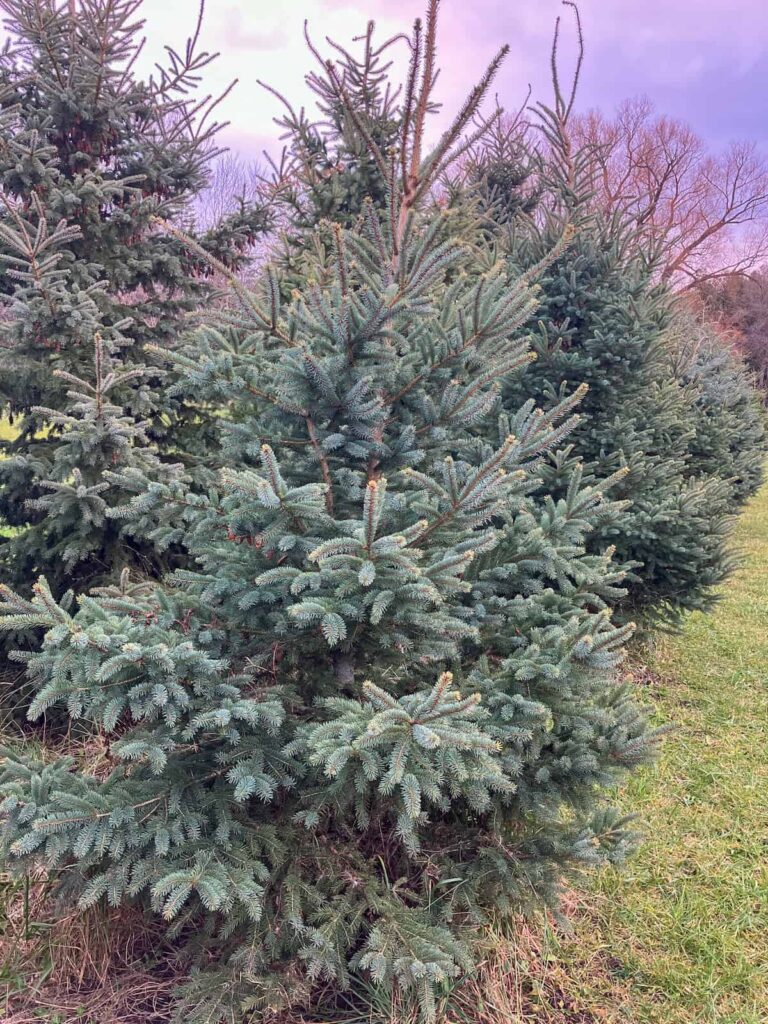 A pine tree ready to cut down for a Christmas tree.