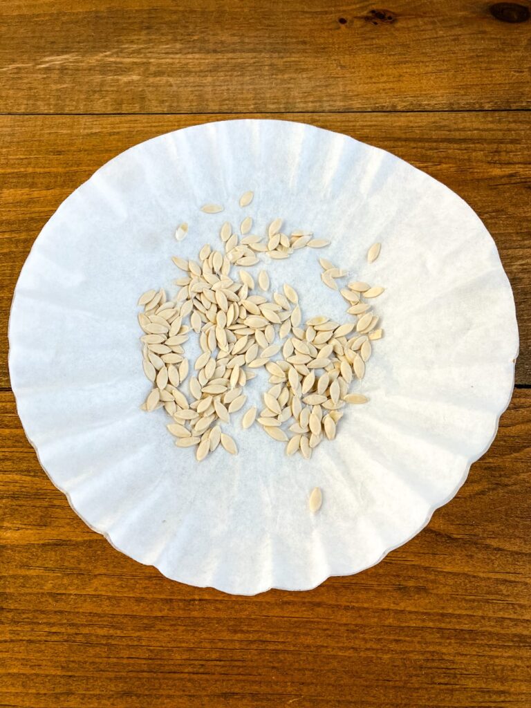Cucumber seeds finished drying on a coffee filter and ready to store.