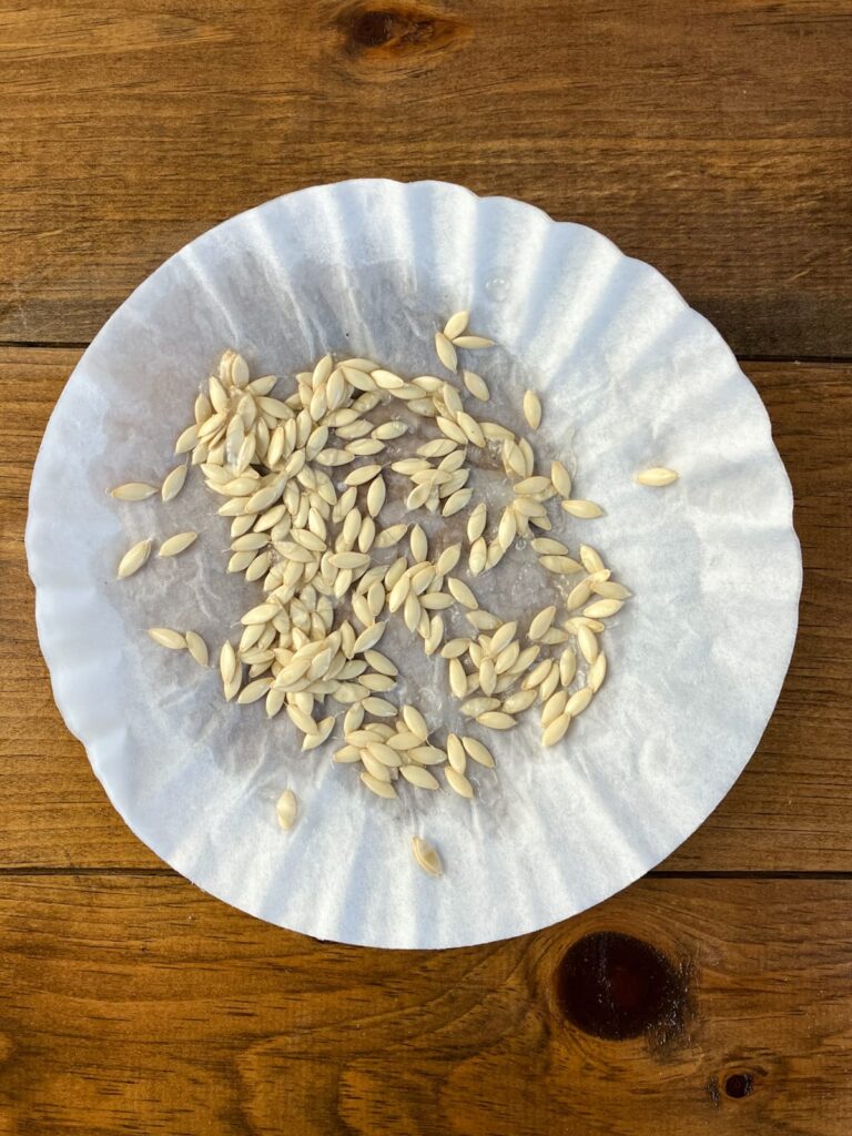 Home saved cucumber seeds drying on a coffee filter.