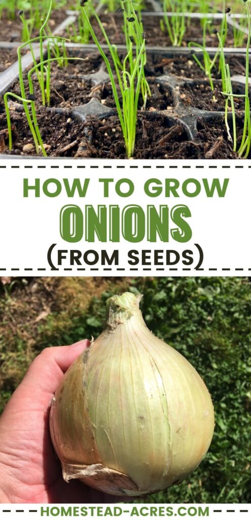 Collage image, top is onion seedlings under grow lights, bottom a hand holding a large onion. Text overlay says How To Grow Onions From Seeds.