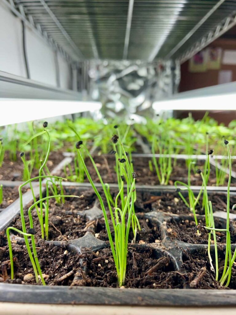 Young onion seedlings growing in seed starting trays under grow lights.