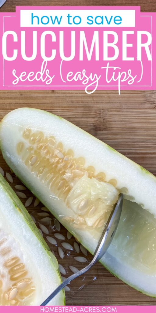 Scooping seeds out of a cucumber that’s been cut in half. Text overlay says How To Save Cucumber Seeds Easy Tips.