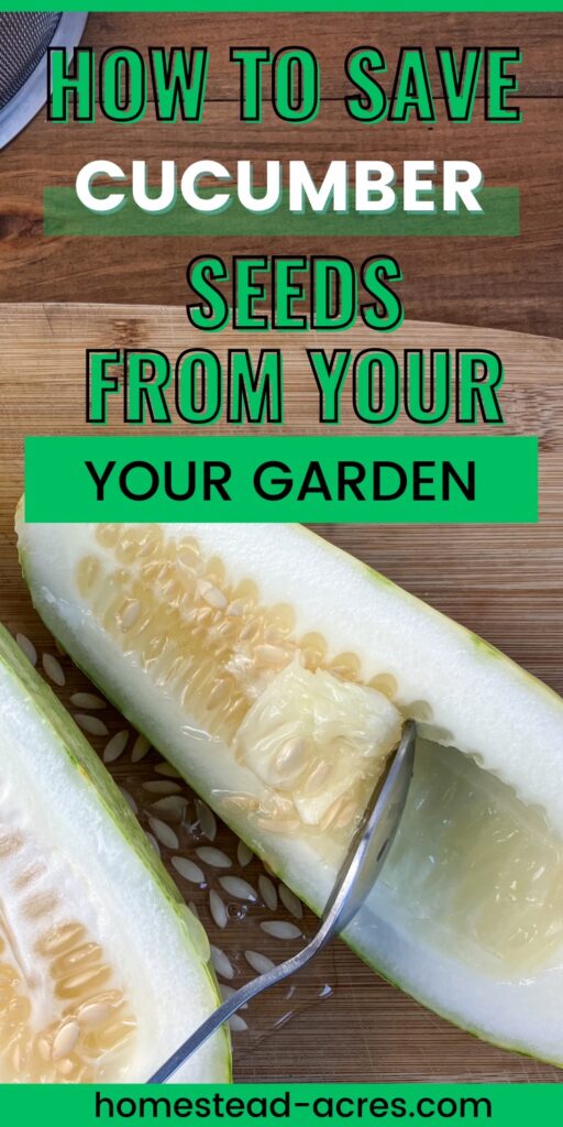 Scooping seeds out of a cucumber with a spoon. Text overlay says How To Save Cucumber Seeds From Your Garden.
