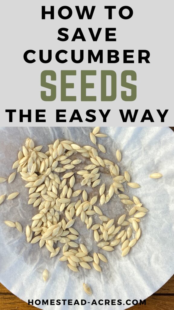 Wet cucumber seeds drying on a coffee filter. Text overlay says How To Save Cucumber Seeds The Easy Way.
