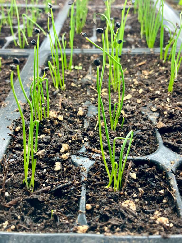 Young onion seedlings growing under grow lights.