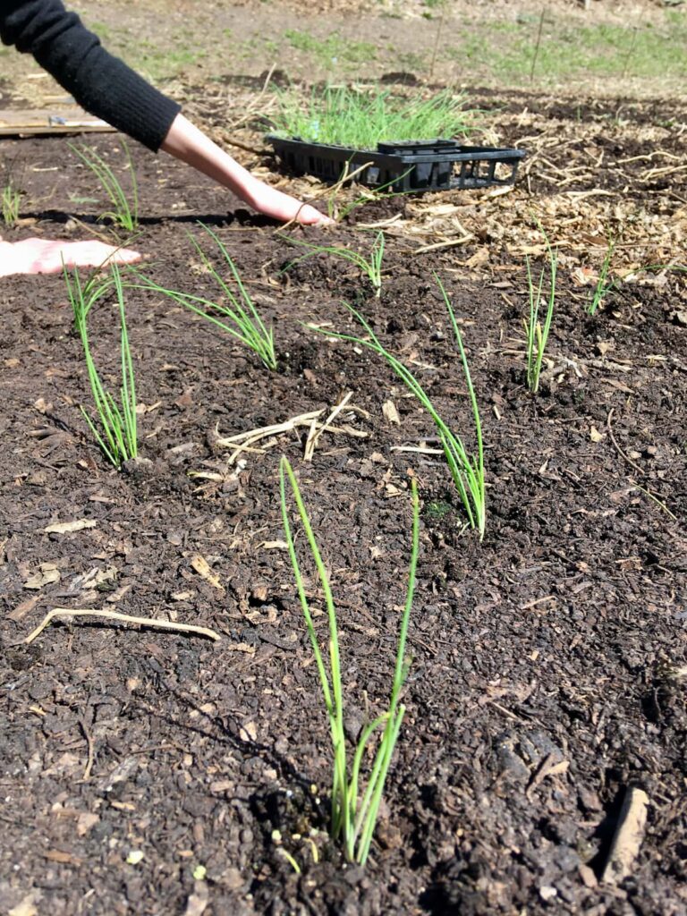 Onion seedlings being transplanted into the garden.