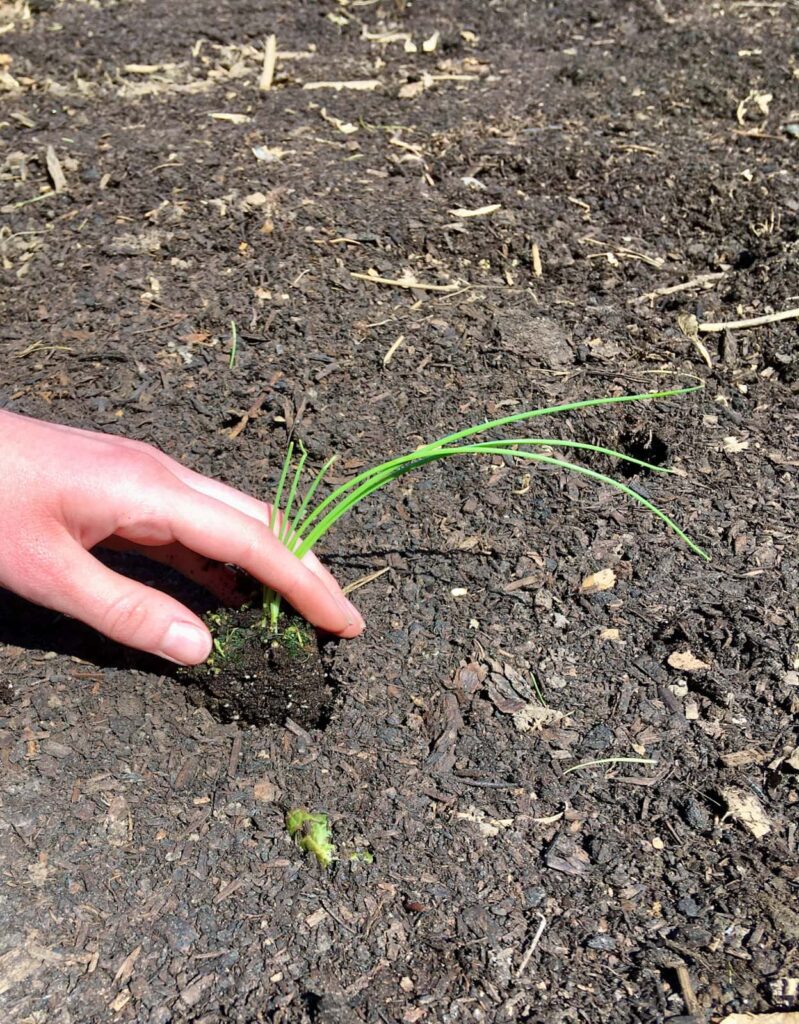 A hand placing onion seedlings into a hole in the garden.