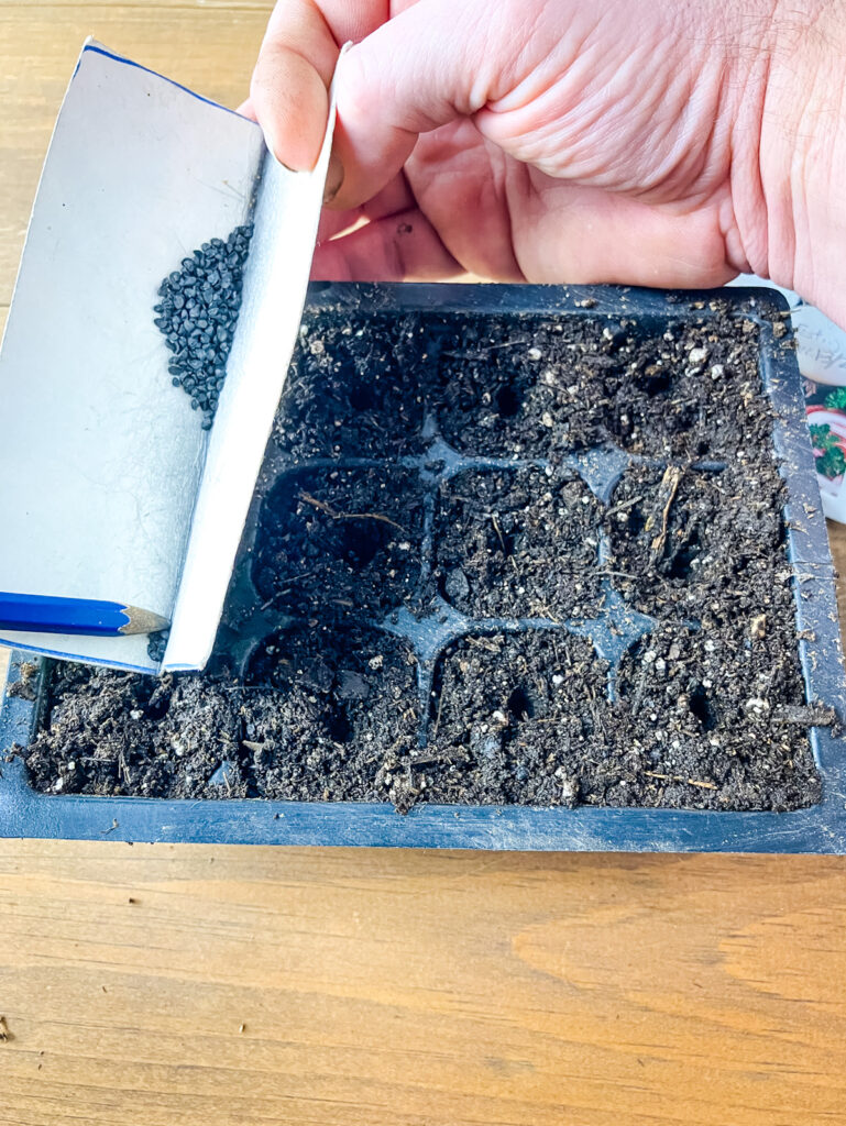 Planting onions seeds into cell packs using folded cardboard to hold the seeds and a pencil to count them out.