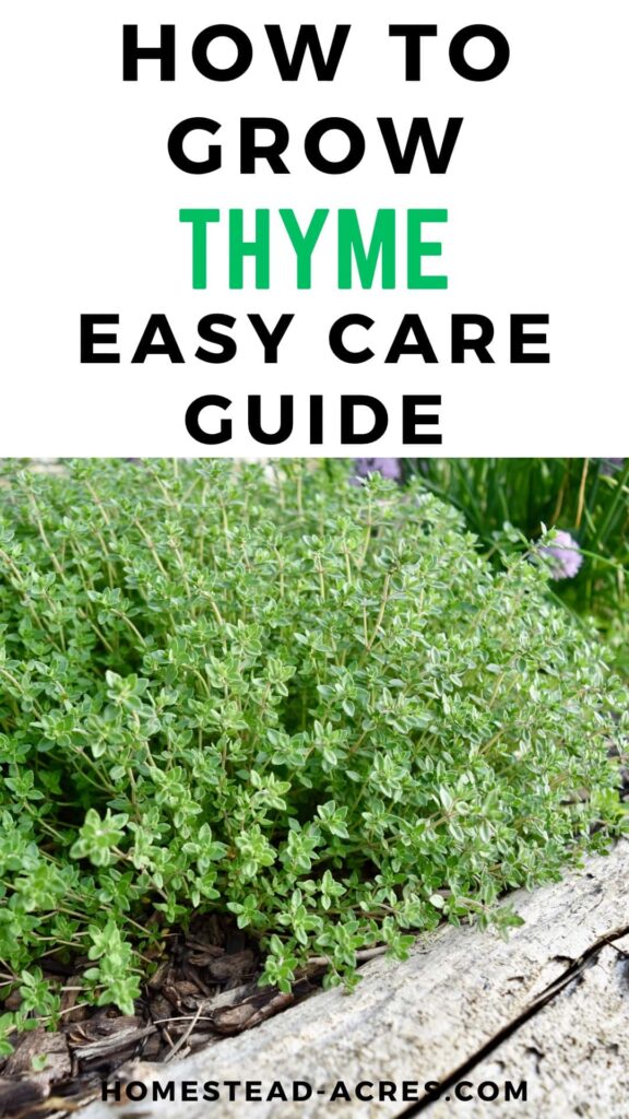 Thyme growing in a herb garden. Text overlay says How To Grow Thyme Easy Care Guide.
