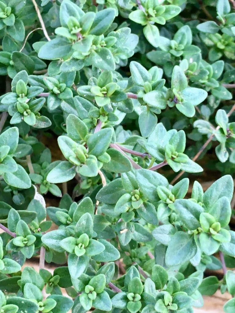Thyme growing in a garden.