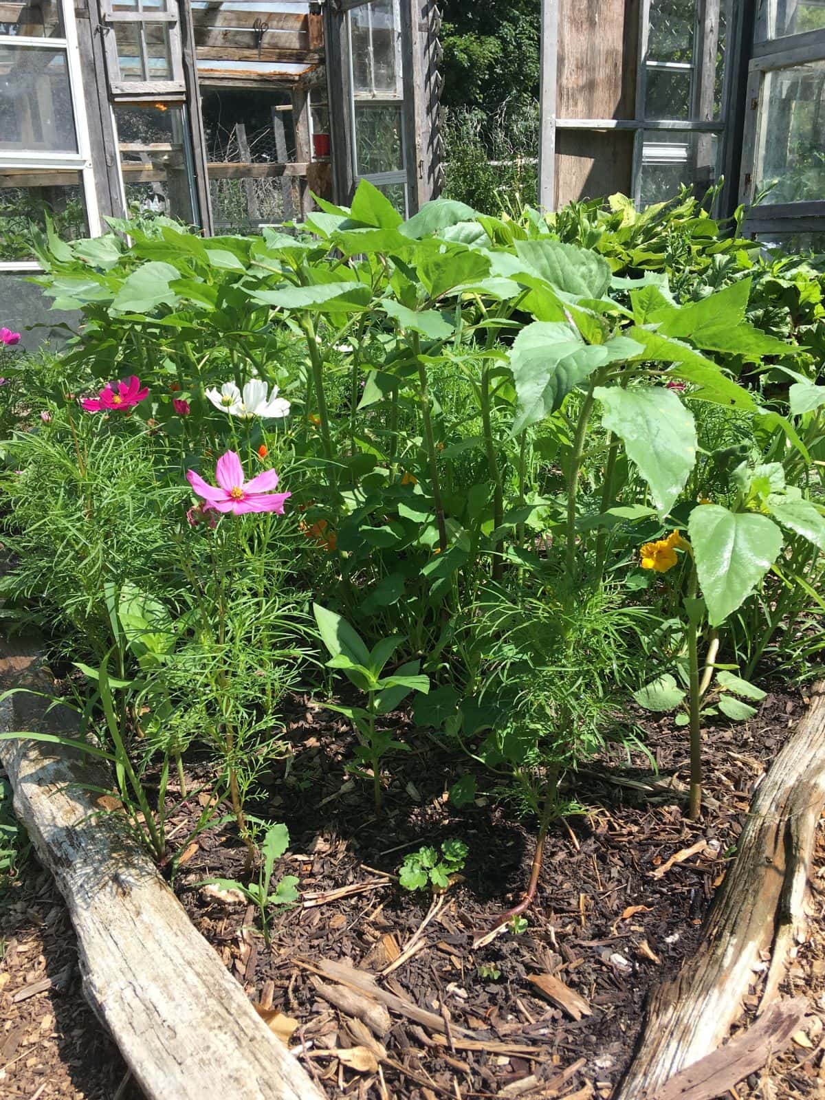Cedar split rail raised bed garden planted with flowers.