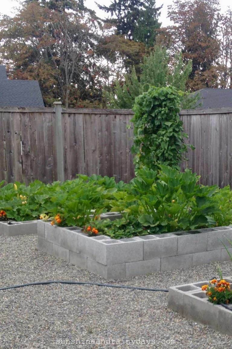 DIY cinder block raised bed garden.