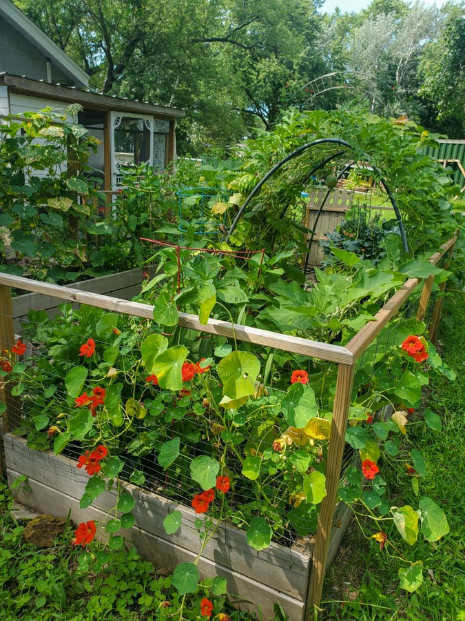 DIY raised garden bed with fence.