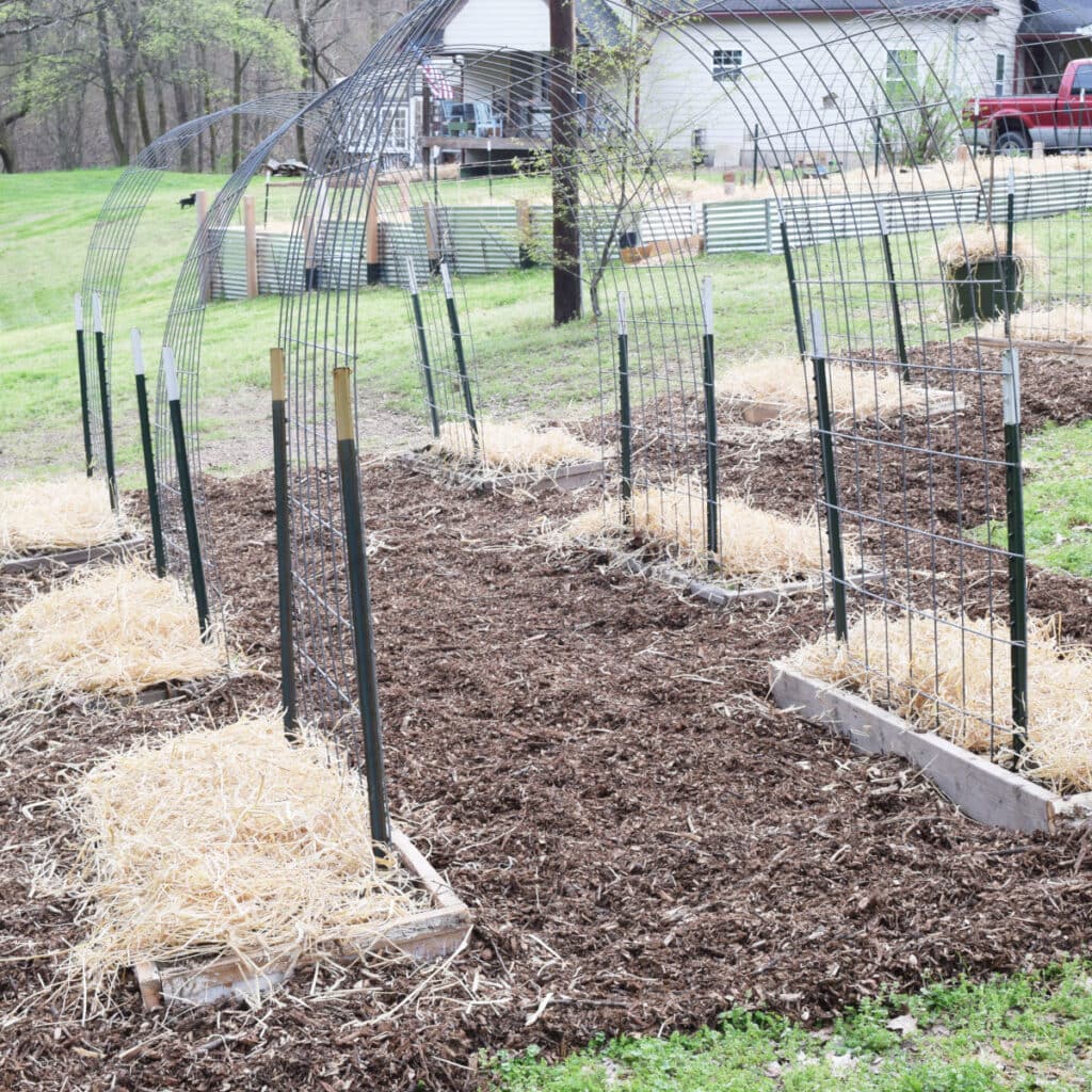 DIY raised bed garden with trellis.