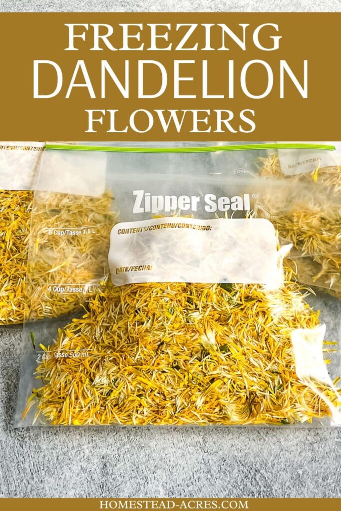 Plastic bags of dandelion flowers on a counter. Text overlay says Freezing Dandelion Flowers.