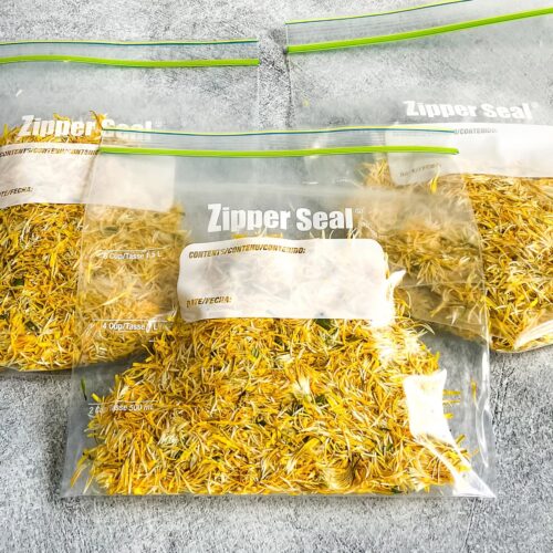3 freezer bags of dandelion flower petals on the counter.