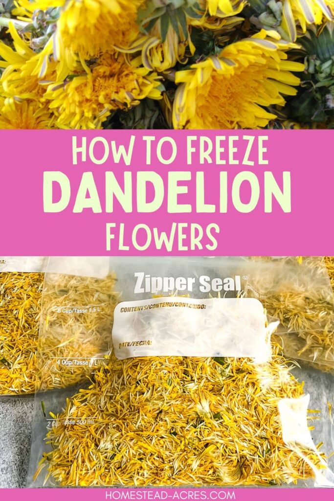 Collage image, top is dandelion flowers, bottom is storage bags of dandelion flower petals. Text overlay says How To Freeze Dandelion Flowers.