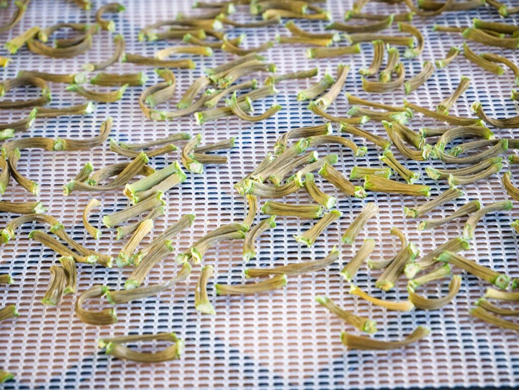 Garlic scapes after drying on a dehydrator tray.