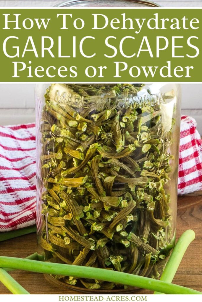 Jar filled with dried garlic scapes and a fresh one coiled around the bottom. Text overlay says How To Dehydrate Garlic Scapes Pieces Or Powder.