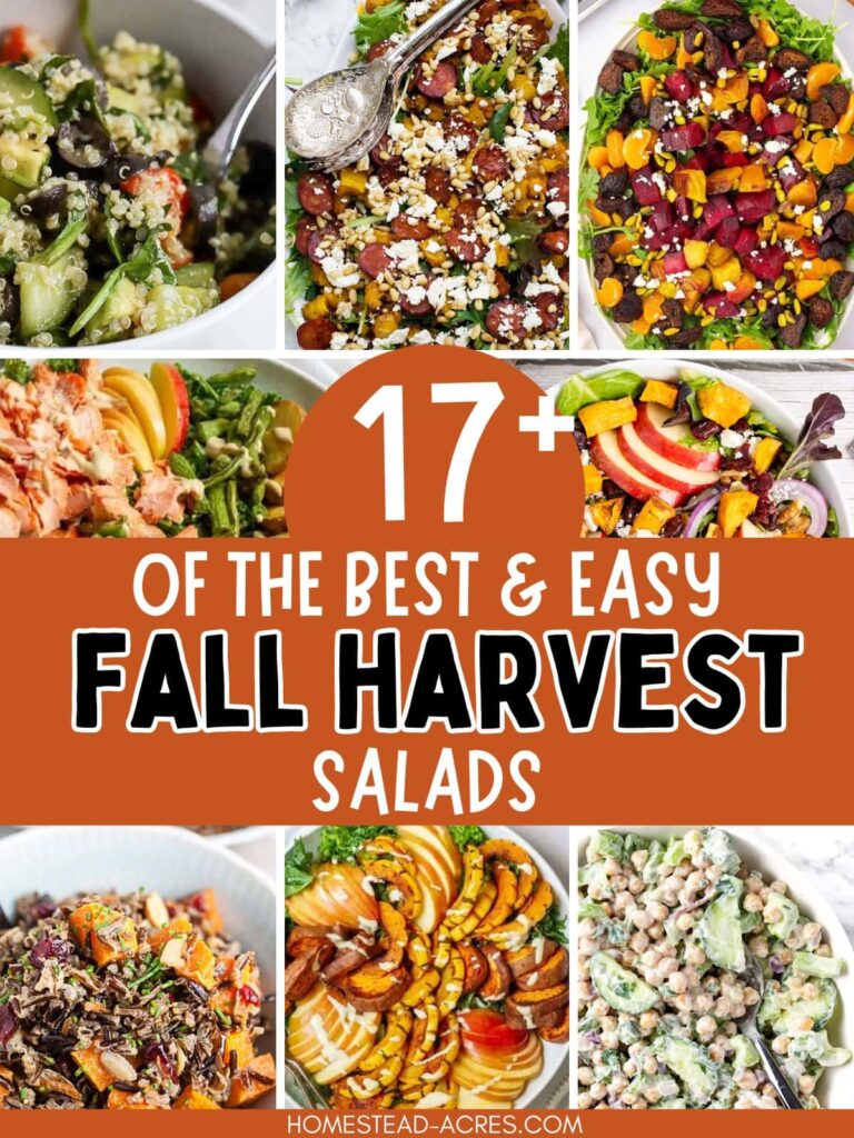 Collage image of fall salads. Text overlay says 17+ Of The Best & Easy Fall Harvest Salads.