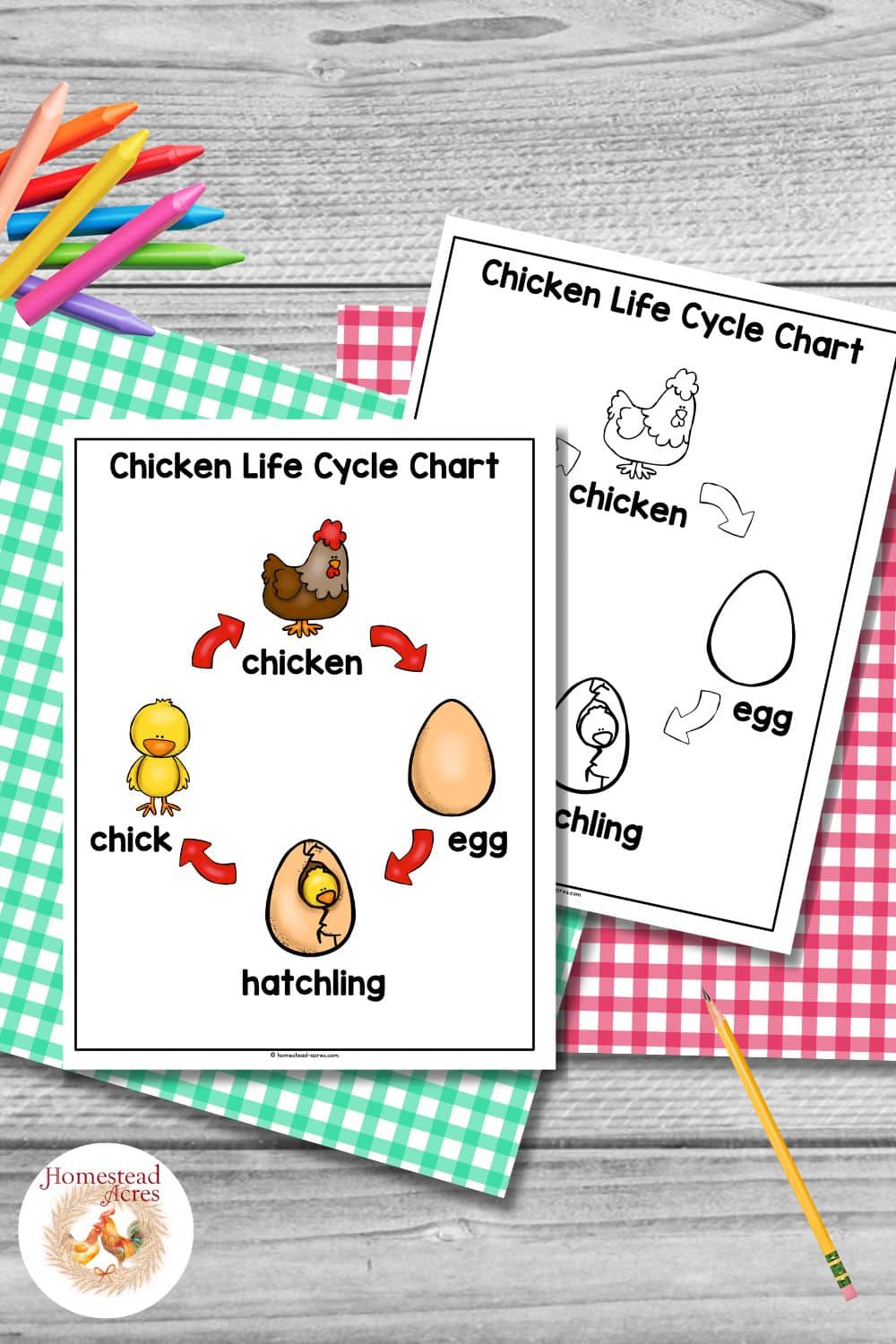 Mock-up of two chicken life cycle posters one in color and one in black and white.  With green and red check papers behind them on a wooden table.