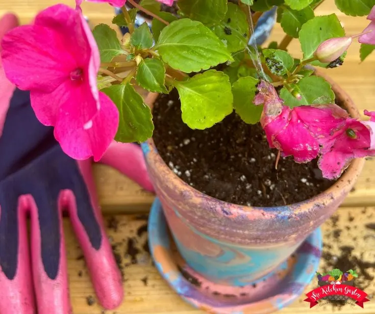 Terra cotta planter with blue and pink paint.