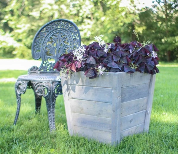 A square wooden planter planted with purple and white plants.